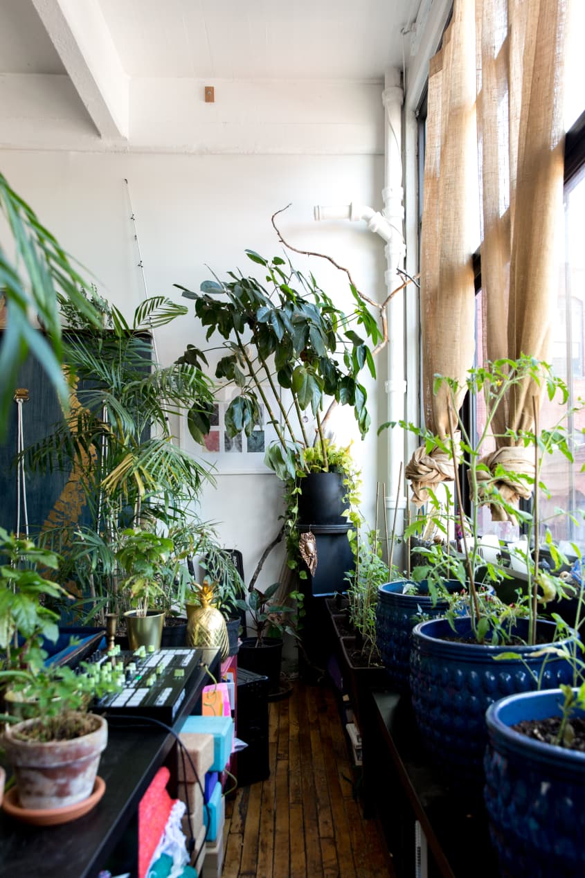 Brooklyn Home Tour A PlantFilled Red Hook Loft Apartment Therapy